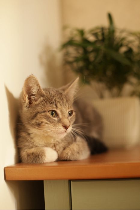 Котенок в добрые руки