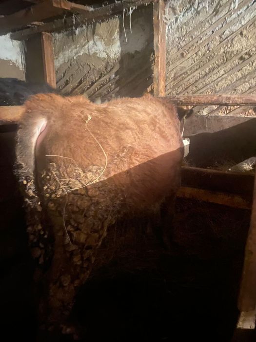 Продам КРС на откорме