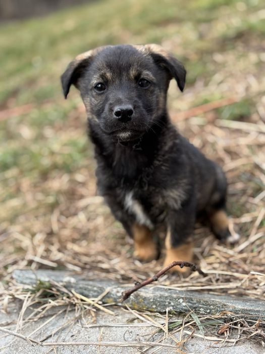 Малки кученца търсят своя дом