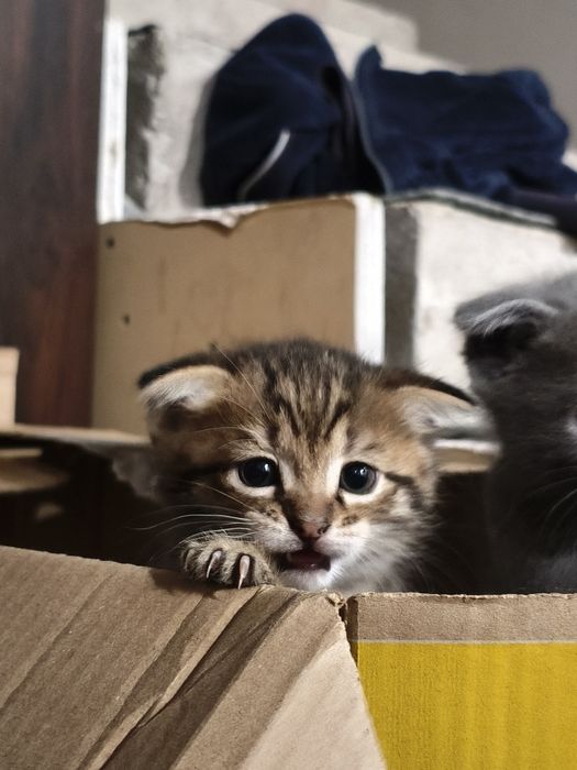 Котята ищят новый дом