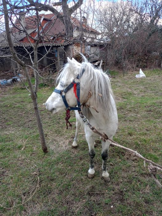 Мъжко шотландско пони