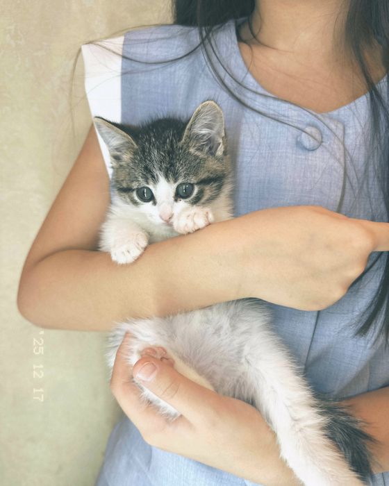 продается котенок очень игривая