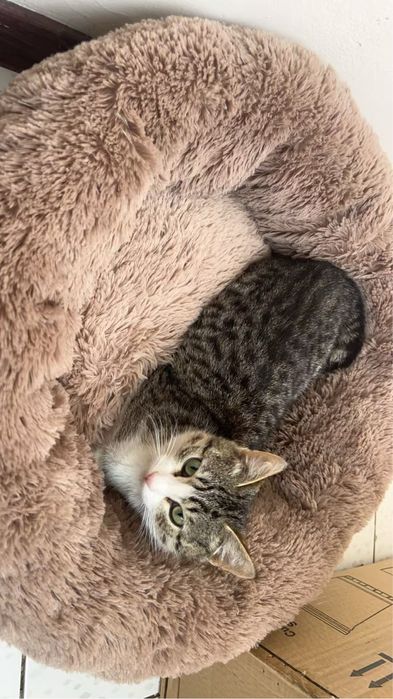 Котенок 3-4 месяца девочка