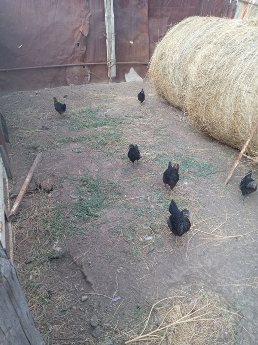 Продам цыплят домашних