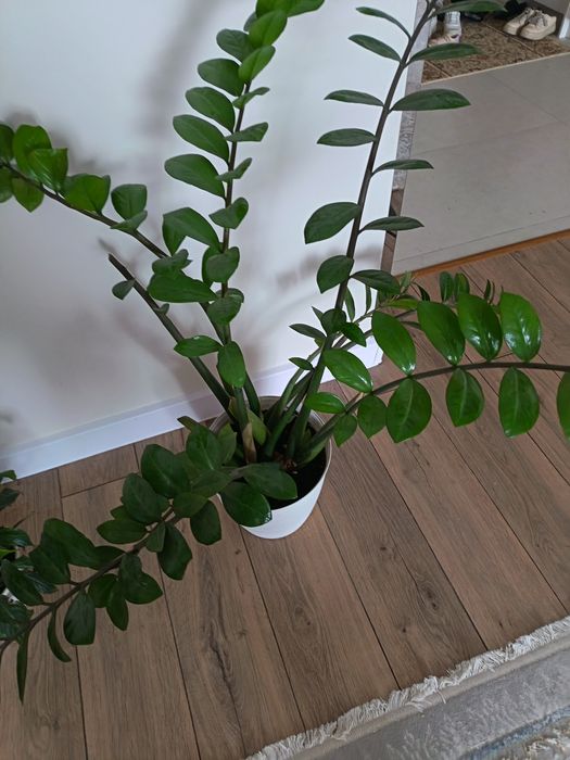 Цветы доллар обьемные