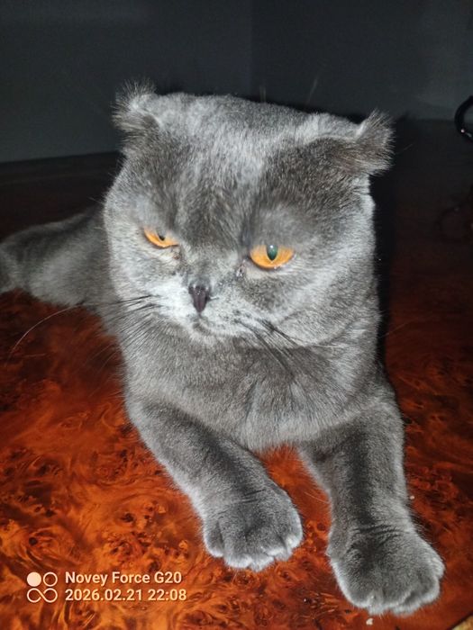 Muwuk parodali juda aqlli