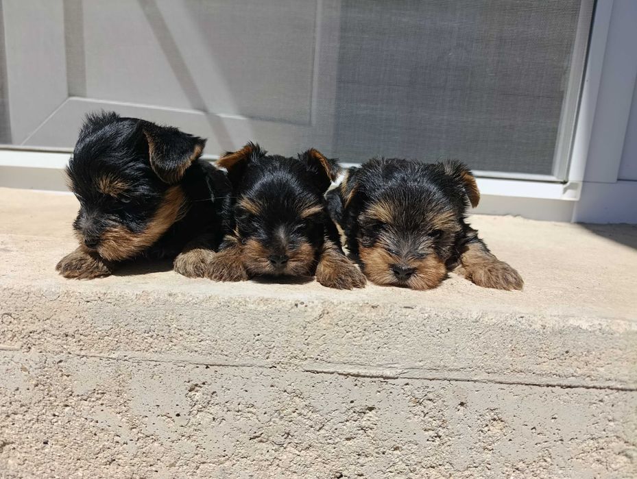 Мини Йоркширски териер