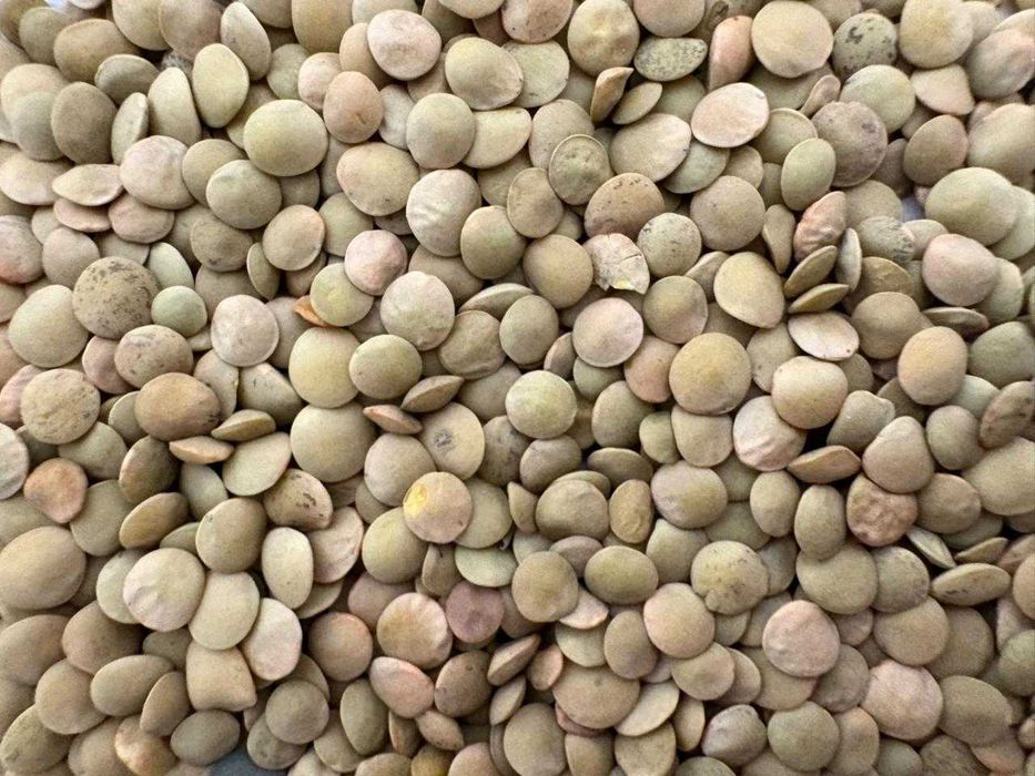 Чечевица зеленая мелкосемянная