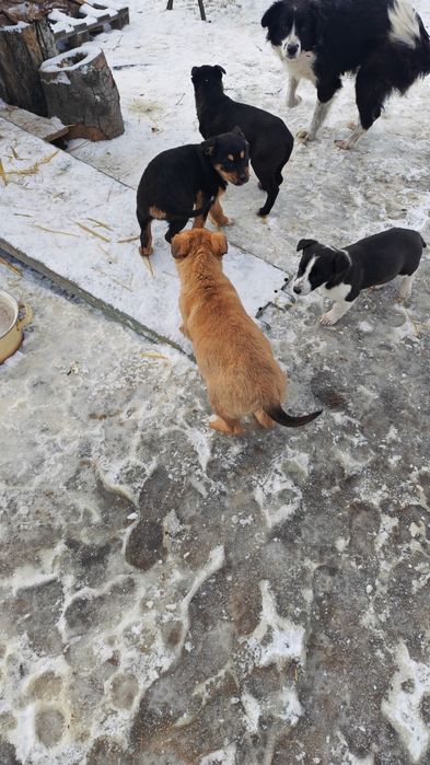 Donez 4 căței jucăuși