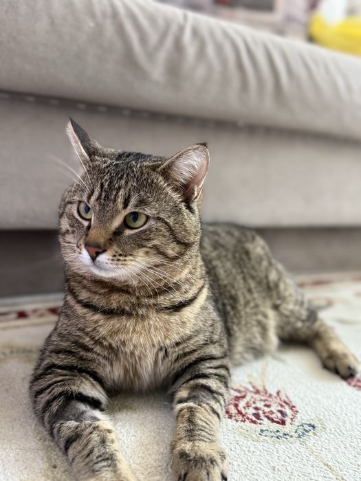 Найден упитанный кот