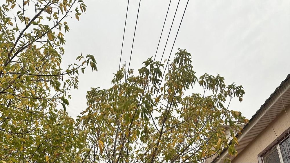 Агаш кесу. Спил и обрезка деревьев