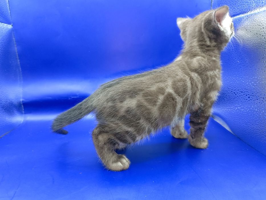 Снежный бенгальский котик