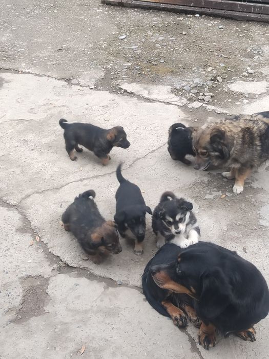 Щенки Звоночки. Бесплатно.