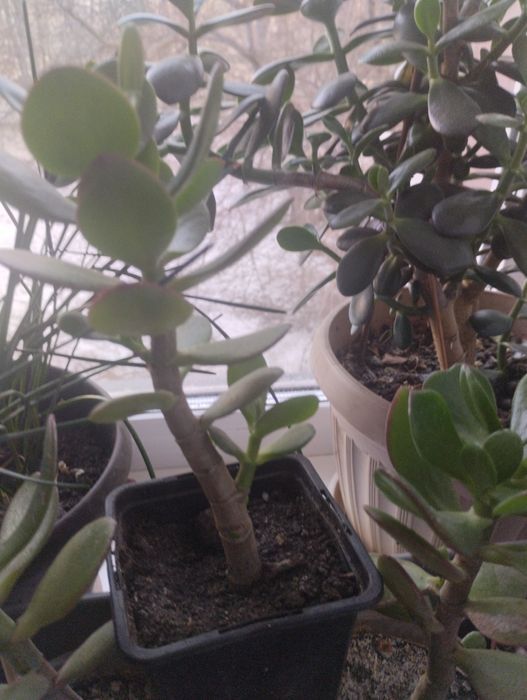 Комнатные цветы ( денежное дерево)