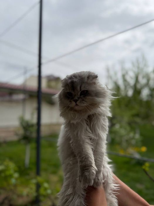 продается готовый к вязке кот,scottish highlend