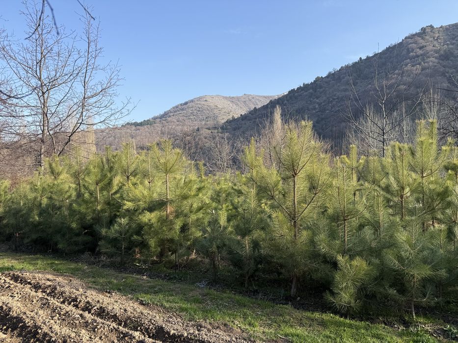 Кирим сасна арчалари сотилади