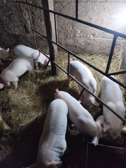 Продам месячных поросят