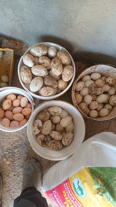 Яйца для инкубатора