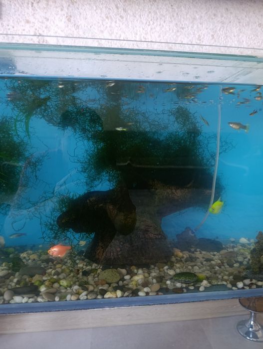 Продам аквариум с рыбками