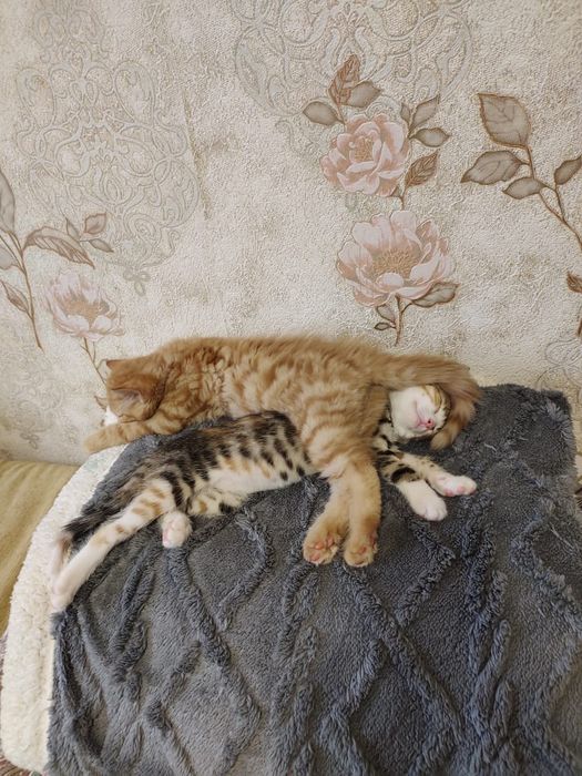 Котята девочка и мальчик