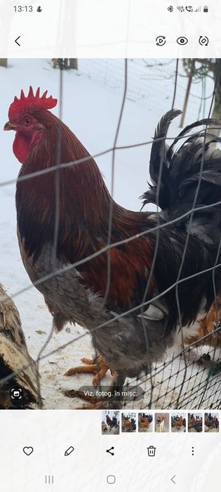 Cocoși de vânzare