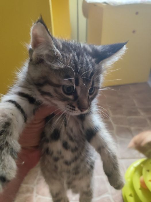 Котята  1.5месяца домашние