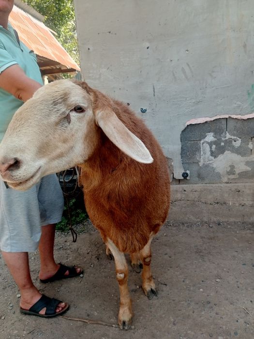 Продам кошкара гисара