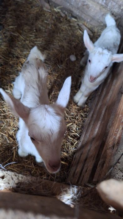 Продавам малки ярета българска бяла млечна