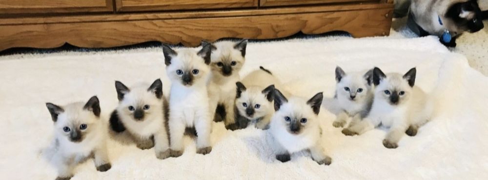 Шикарные чистокровные Тайские котята!