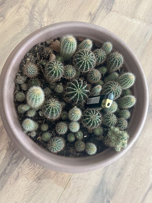 Кактусы маленькие