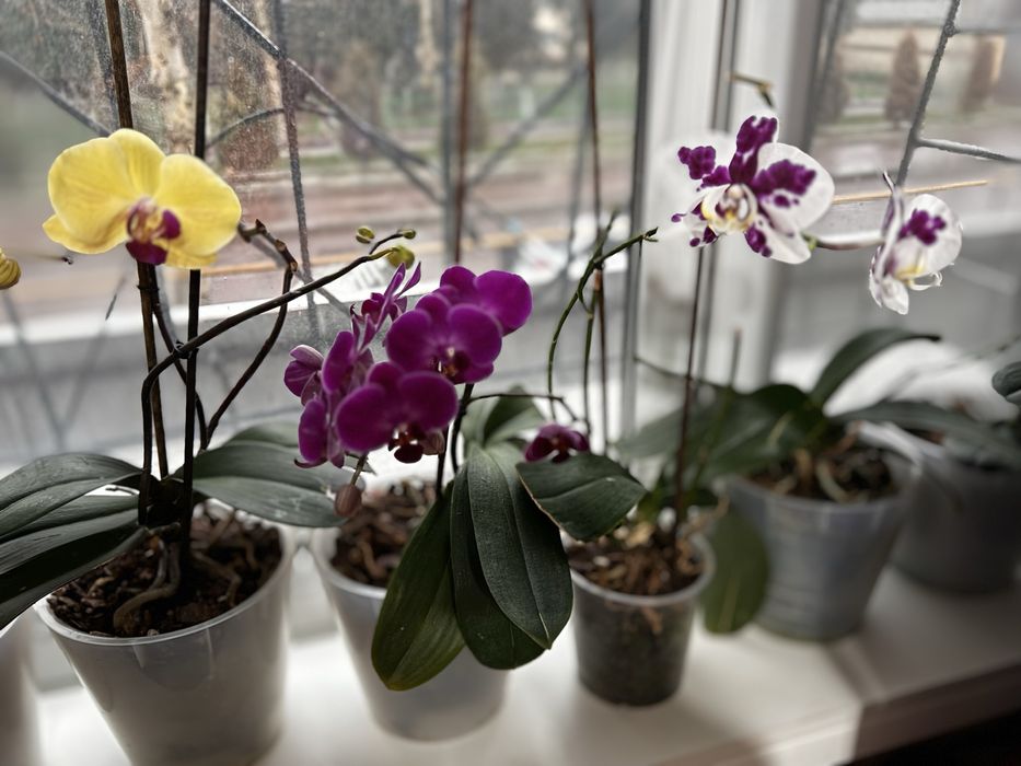 Орхидеи/комнатные цветы