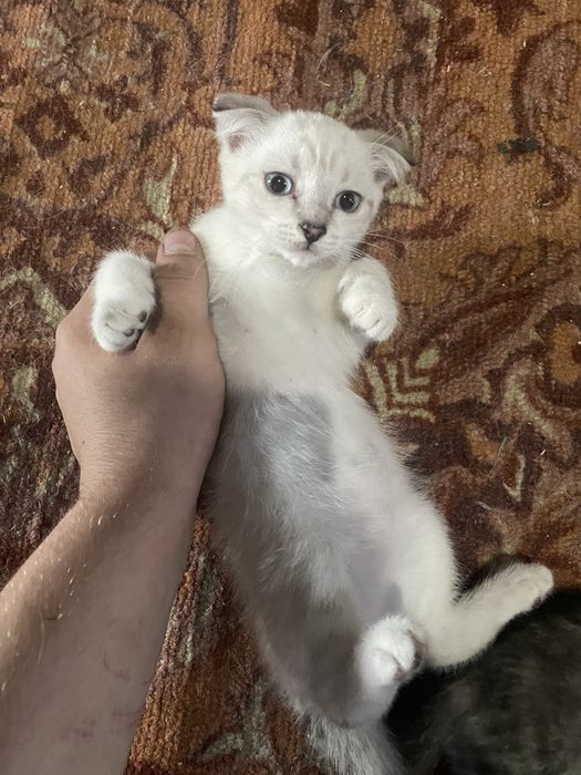 Отдам котят в добрые руки