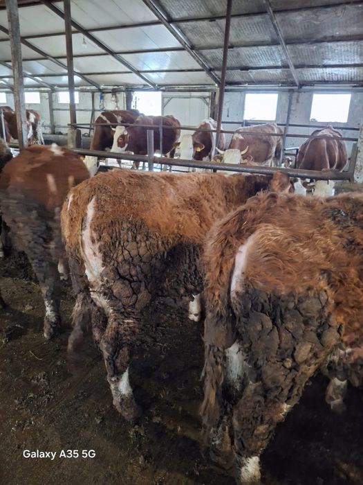 Vitele bălțată romaneasca