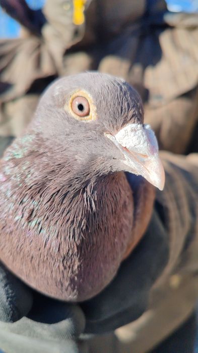 Vând porumbei voiajori
