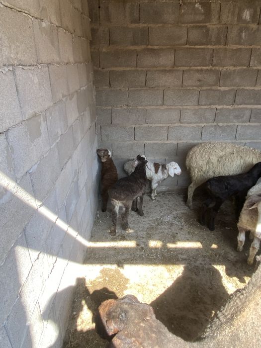 Козылы кой сатылады