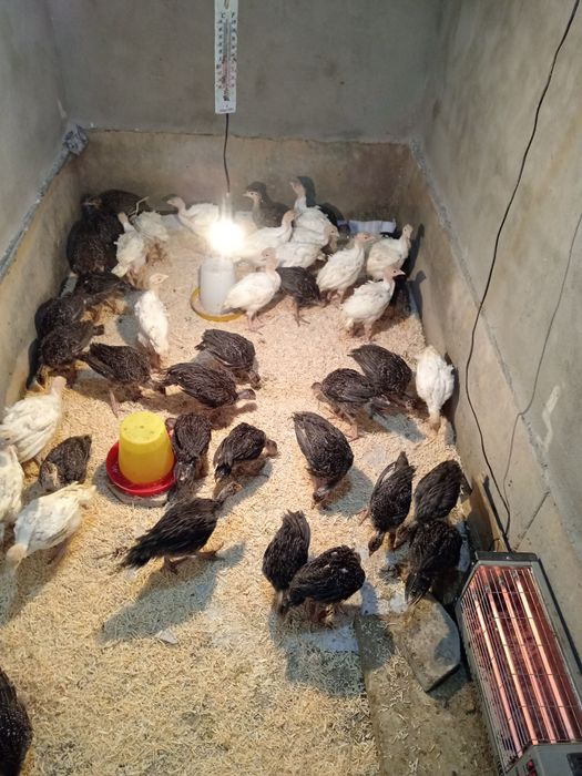 Big 6 kurka joʻjalari surxondaryo kurkachilik