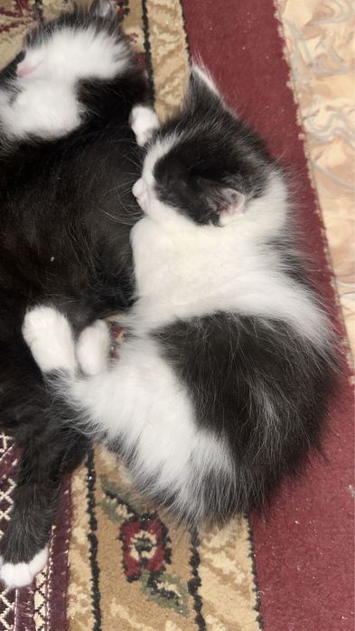 Котики в добрые руки