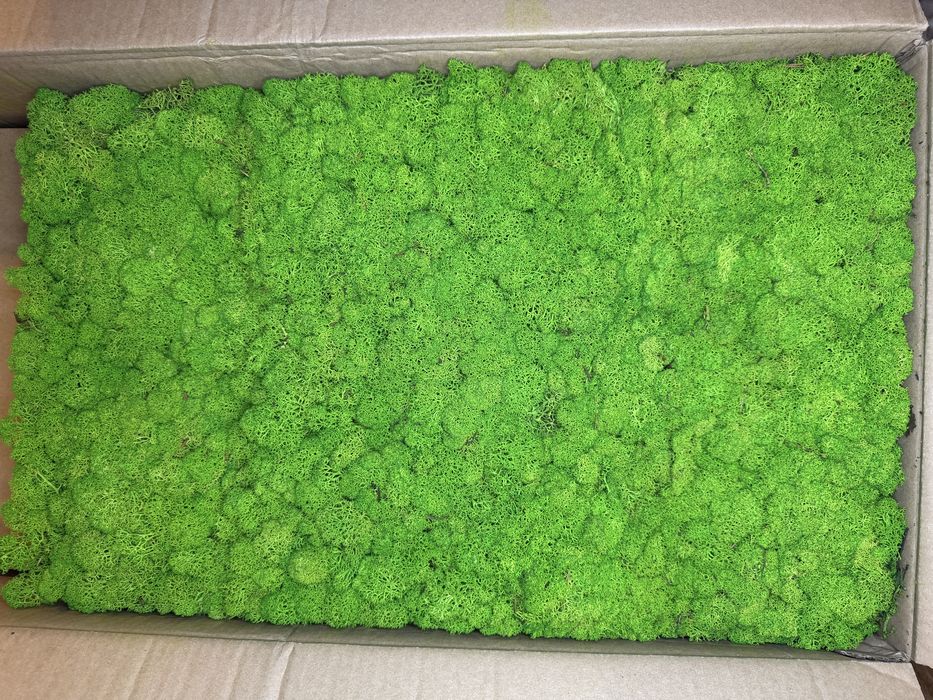 Cutie 5 kg licheni canopy light green