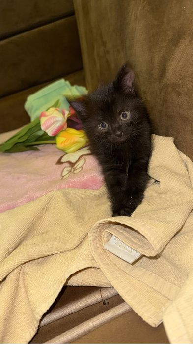 Котёнок маленький