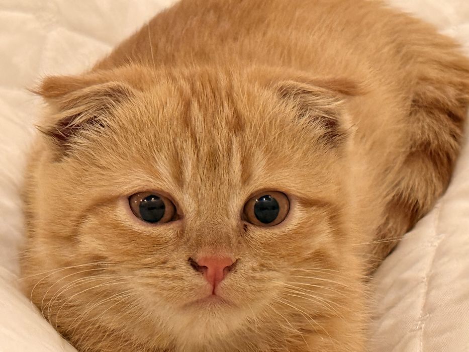 Scottish fold mushuk sotiladi