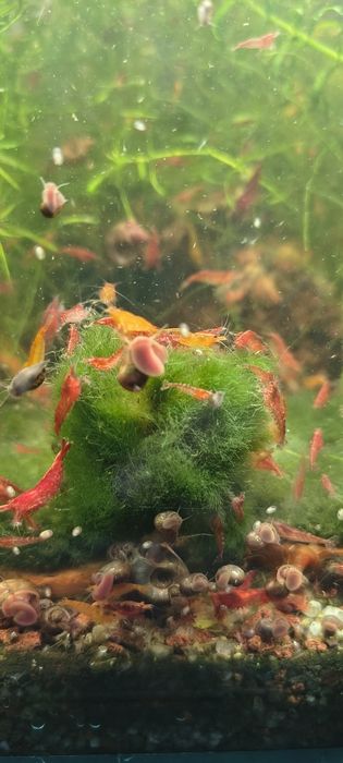 Creveti red cherry acvariu