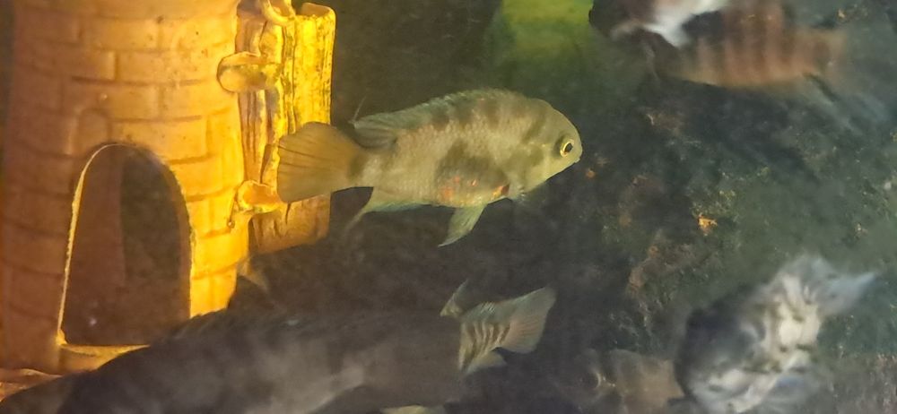 Аквариумные рыбы