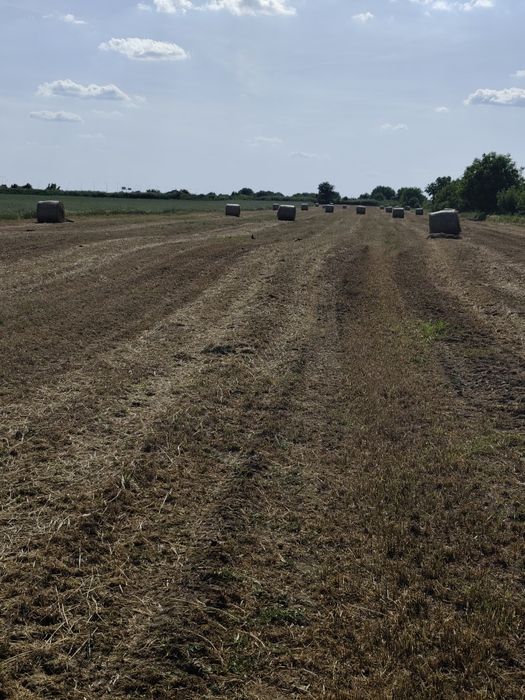 Vând fân de orz 2025