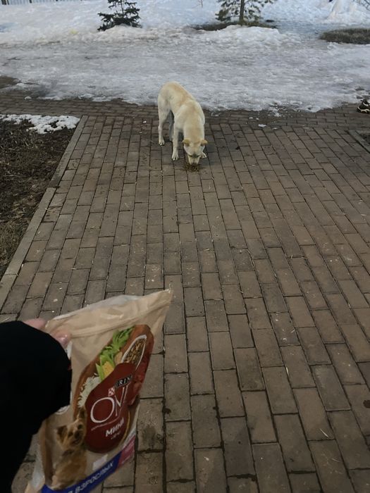 Ищем дом доброй собаке