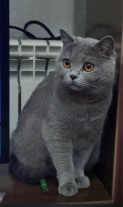 Котята британские