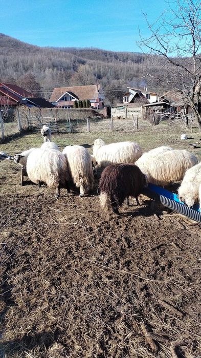 Se vinde fân pentru oo