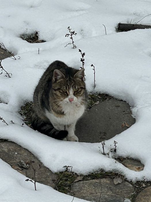 Pisicuță blândă de 8 luni salvată din frig caută familie iubitoare