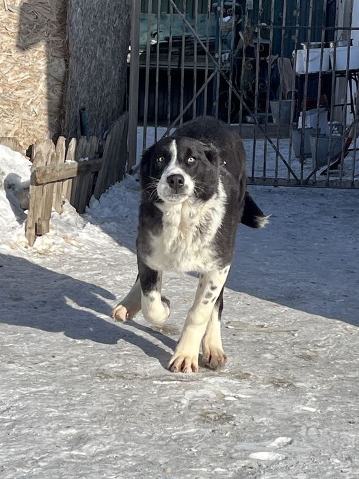 Девочка алабай с документами