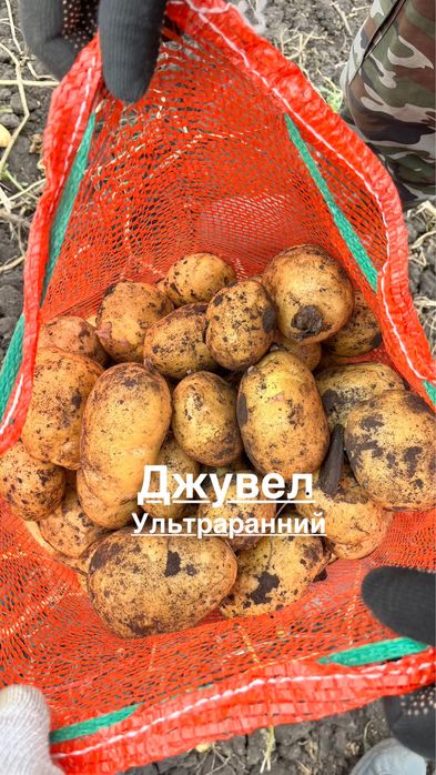 Картофель Семенной.