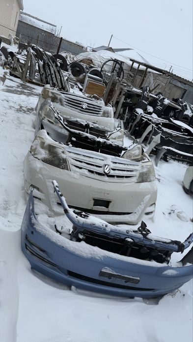 Ноускат Ипсум альфард